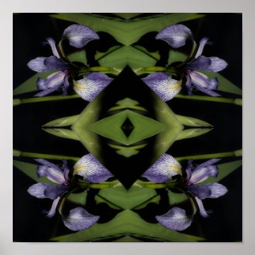 Blue Flag Iris Flower Abstract  Poster