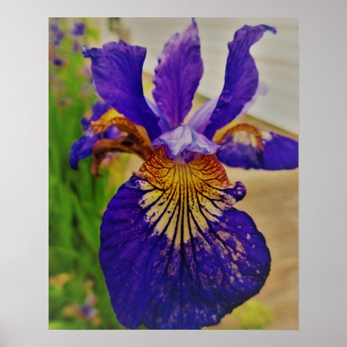 Blue Flag Iris Flower Cheerful Fleur de Lys Poster