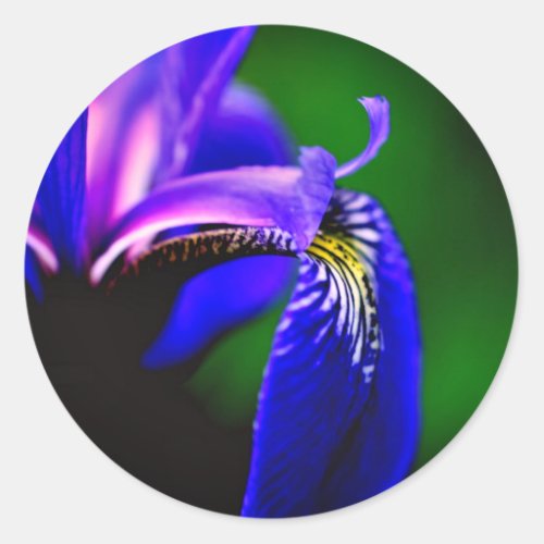 Blue Flag Iris Flower  Classic Round Sticker