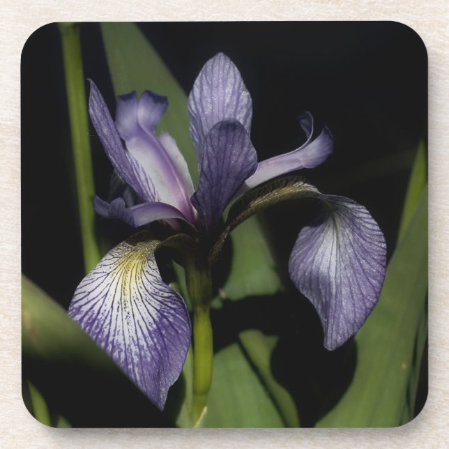 Blue Flag Iris Flower Coaster (Front)