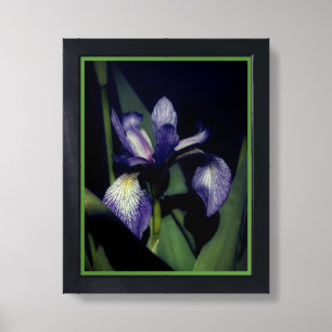 Blue Flag Iris Flower  Framed Art