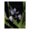 Blue Flag Iris Flower Intense