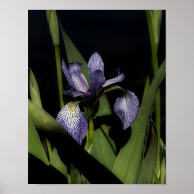Blue Flag Iris Flower Intense Poster (Front)