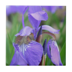 Blue Flag Iris Flower Nature Ceramic Tile