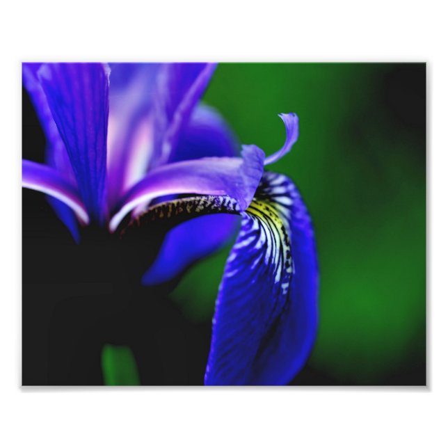 Blue Flag Iris Flower Petal 8x10 Close Up Photo Print (Front)