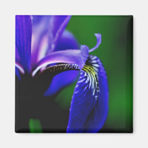 Blue Flag Iris Flower Petal Close Up Magnet