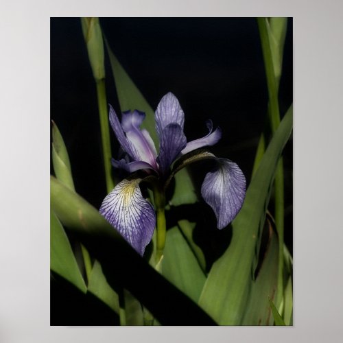 Blue Flag Iris Flower Poster