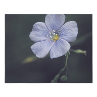 Blue Flax Flower on Dark Background Poster Faux Canvas Print