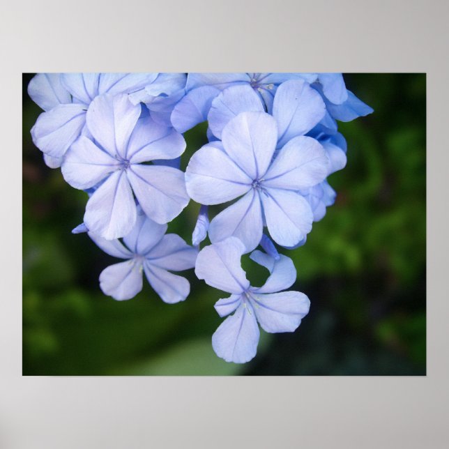 Blue Floral Bokeh Poster (Front)