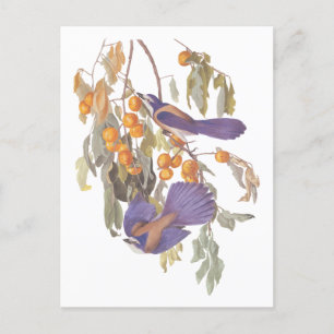 Blue Florida Scrub Jay Audubon Birds with Oranges Postcard