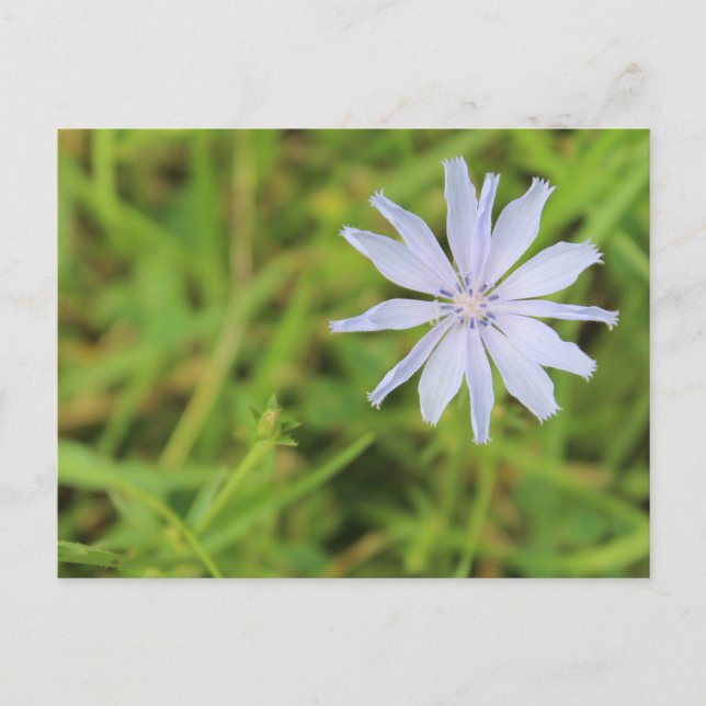 Blue Flower #3 Postcard (Front)