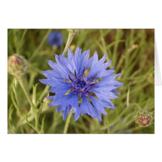 Blue Flower Cards