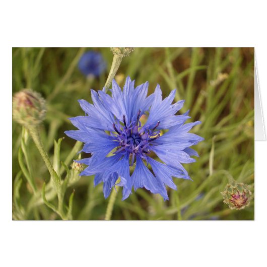 Blue Flower Cards (Front Horizontal)