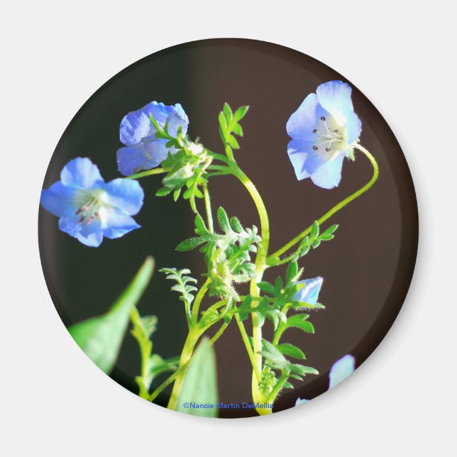 Blue Flower-Magnet Magnet (Front)