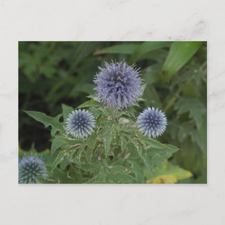 blue flower postcard