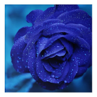 Blue Flower Stretched Canvas Print Acrylic Print