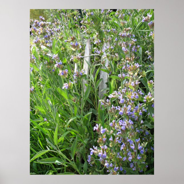 Blue Flowering Sage Herbal Photography Poster (Front)