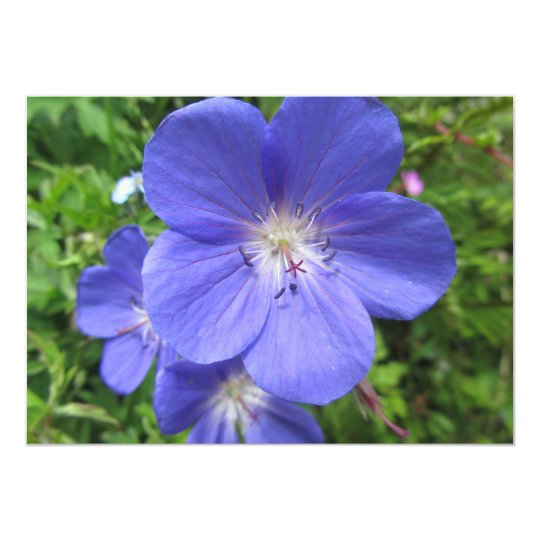 Blue Flowers Card