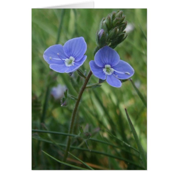 Blue Flowers Card