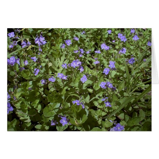 blue flowers cards (Front Horizontal)