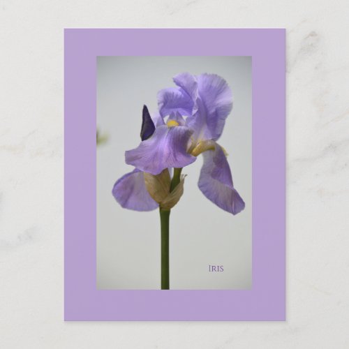 Blue flowers Iris      Postcard