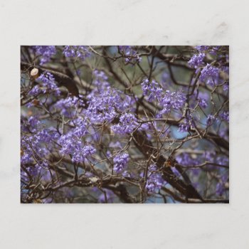 Blue Flowers Of Jacaranda Tree Postcard by Lykeion at Zazzle