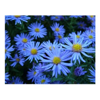 Blue Flowers Postcard