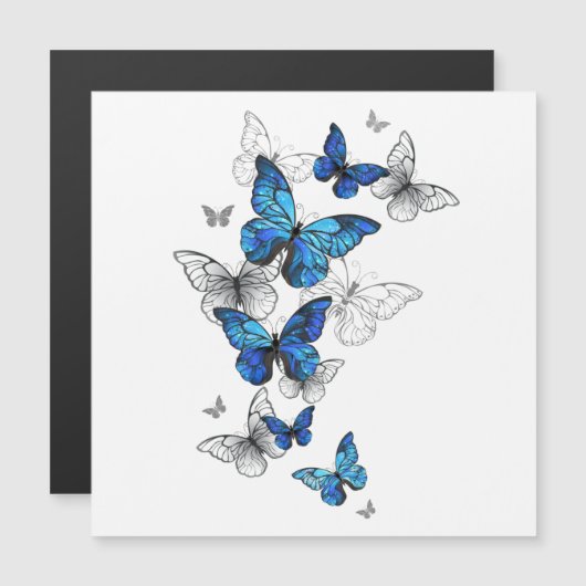 Blue Flying Butterflies Morpho (Front/Back)
