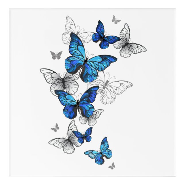 Blue Flying Butterflies Morpho Acrylic Print (Front)