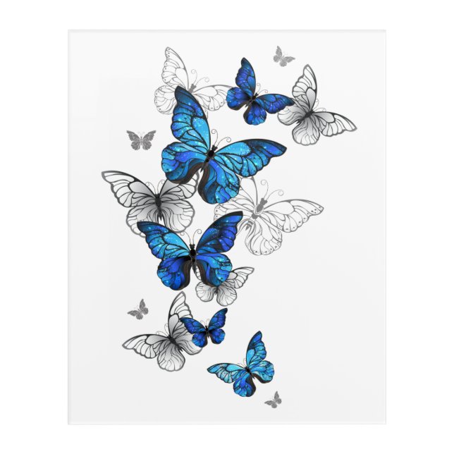 Blue Flying Butterflies Morpho Acrylic Print (Front)