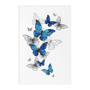 Blue Flying Butterflies Morpho Acrylic Print