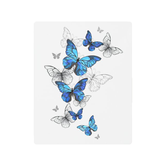 Blue Flying Butterflies Morpho Metal Print (Front)