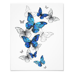 Blue Flying Butterflies Morpho Photo Print