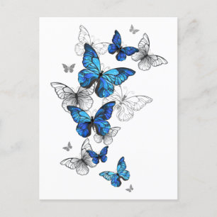 Blue Flying Butterflies Morpho Postcard