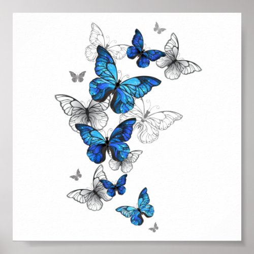 Blue Flying Butterflies Morpho Poster