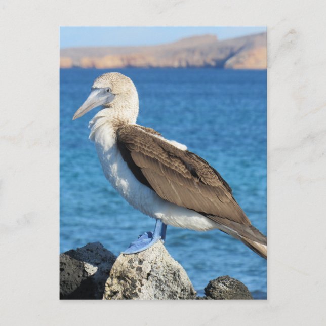 blue foot bird postcard (Front)