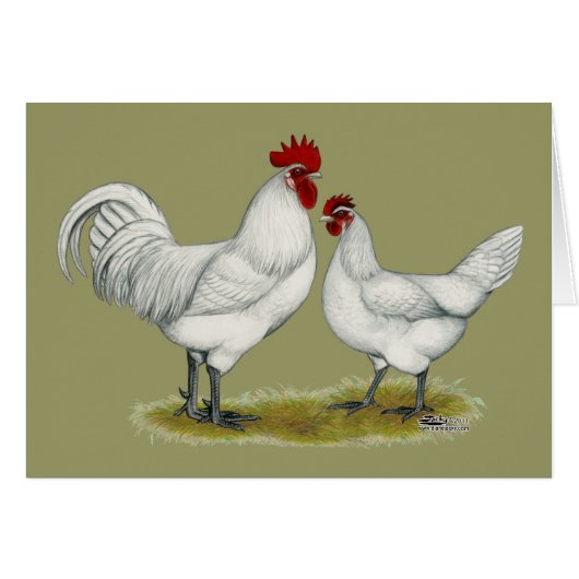 Blue Foot Chickens Cards (Front Horizontal)