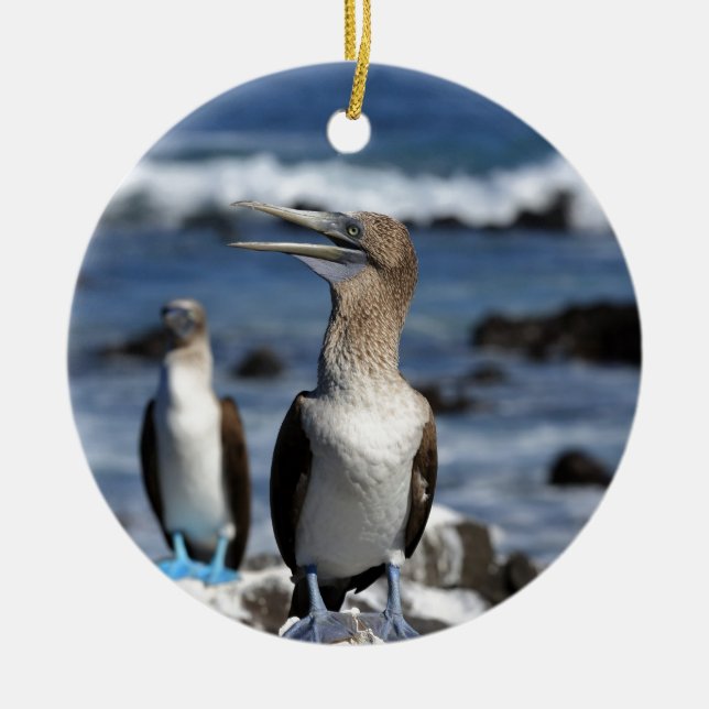 Blue footed Boobies Galapagos Islands Ceramic Ornament (Front)