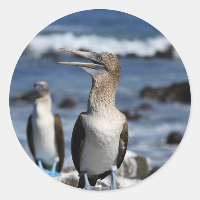 Blue footed Boobies Galapagos Islands Classic Round Sticker (Front)