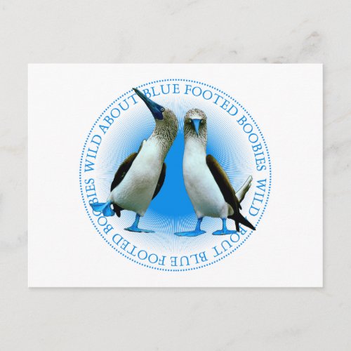 Blue Footed Boobies Of The Galapagos Islands Postcard