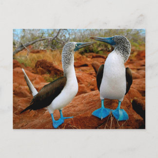 Blue-footed Boobies (Sula nebouxii) Postcard