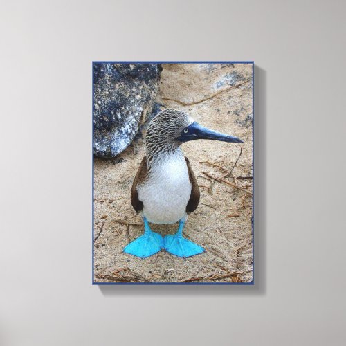 Blue_Footed Booby Canvas Print