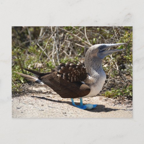 Blue_Footed Booby with Egg Postcard
