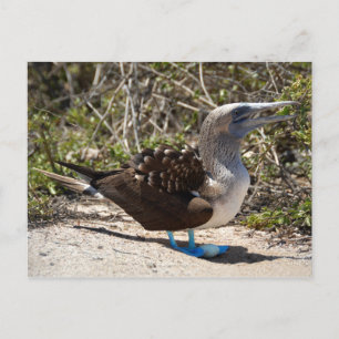 Blue-Footed Booby with Egg Postcard