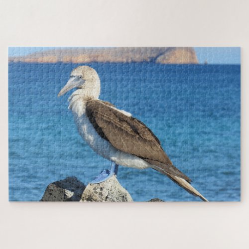 blue footed jigsaw puzzle