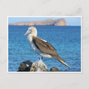 blue footed postcard