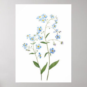 blue forget me not flowers 2021 watercolor poster