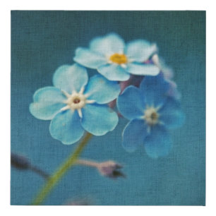 Blue Forget-me-not Flowers Macro Faux Canvas Print