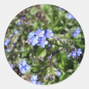 Blue Forget Me Not Stickers
