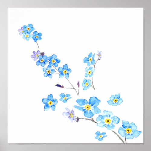 blue forget me not  watercolor painting  poster